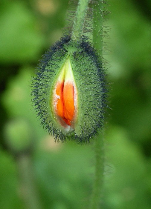 Mohnblüte im Aufbruch von Ralf Pulsack