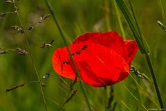 Mohnblüte im Feld