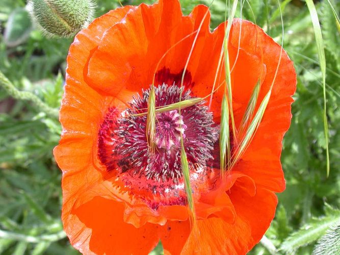 Mohnblüte im Garten