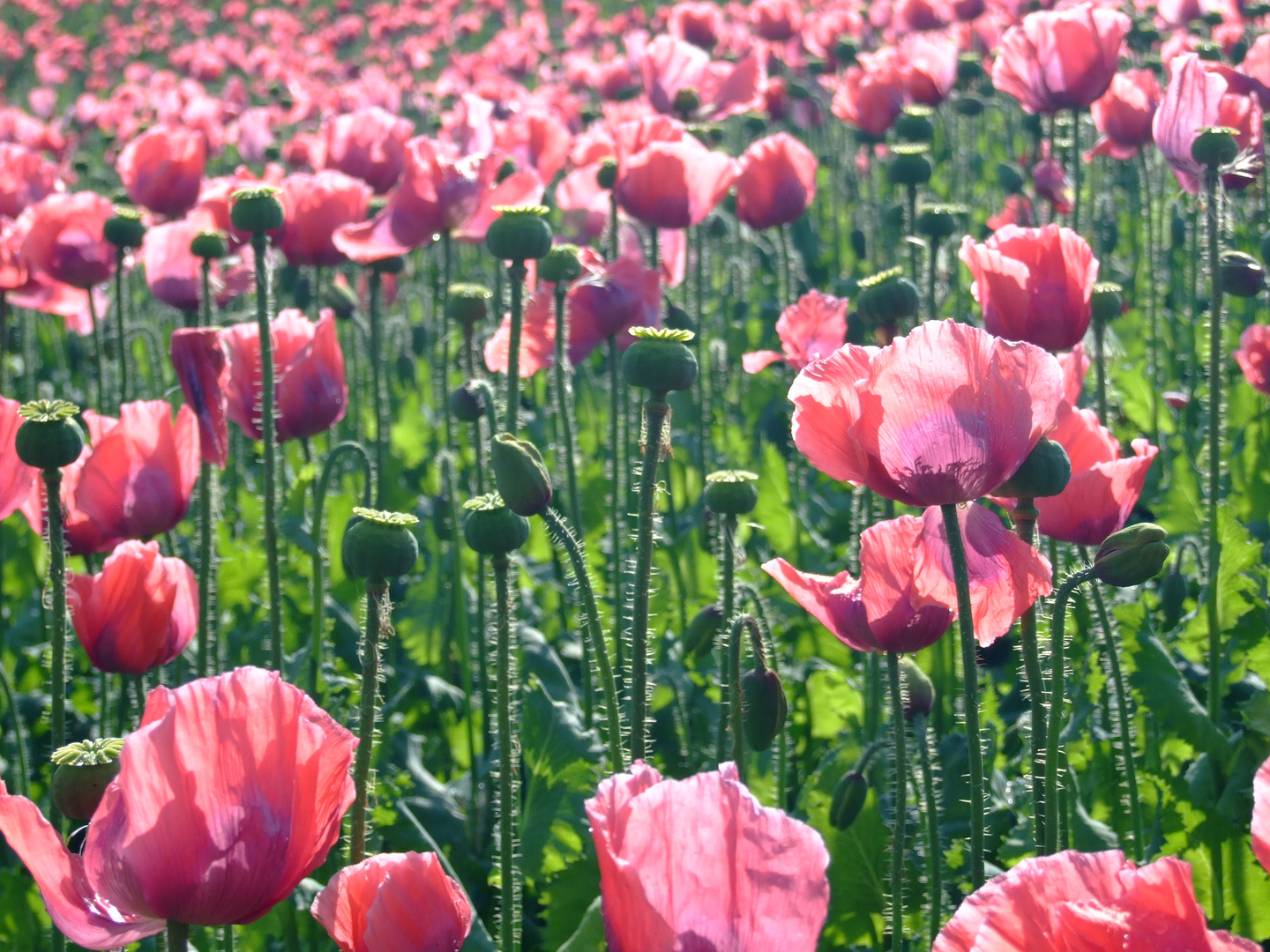 Mohnblüte im Gegenlicht