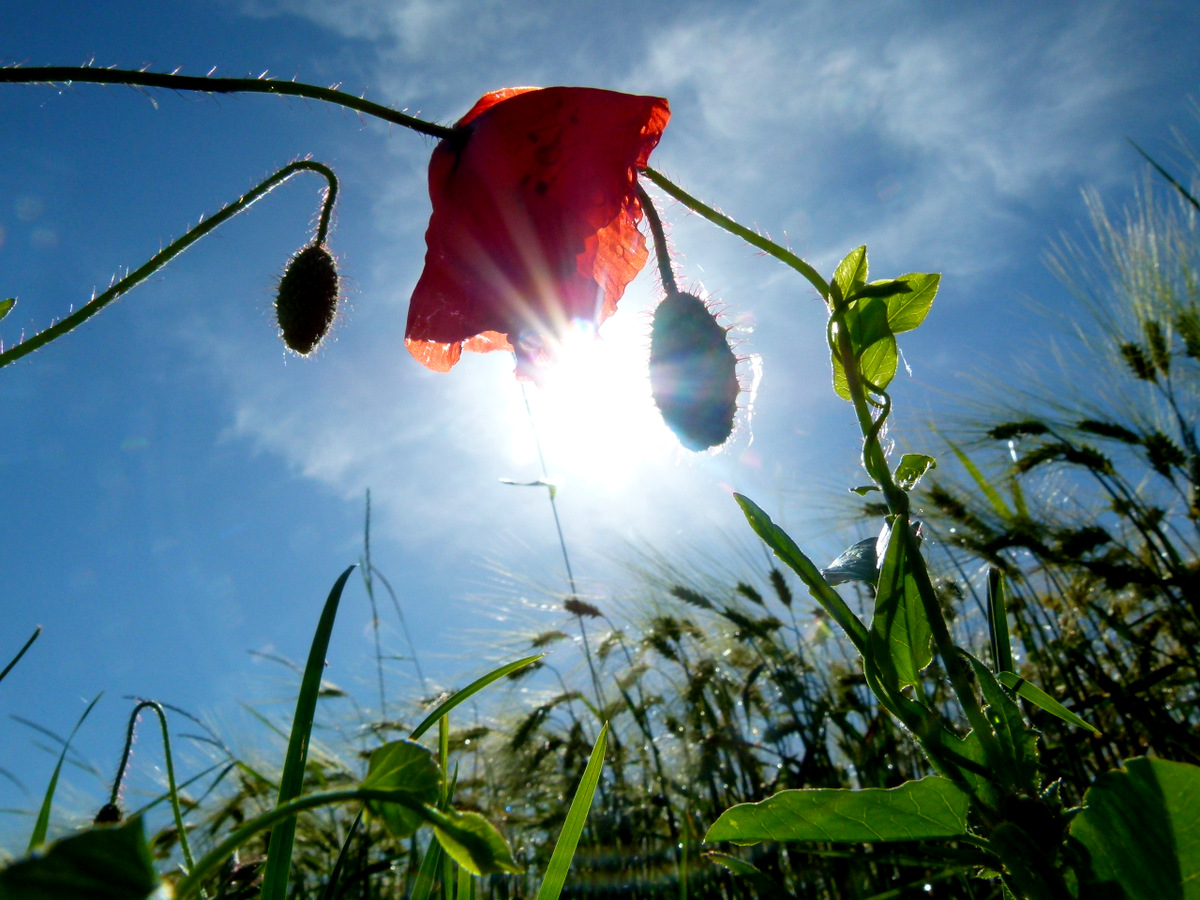 Mohnblüte im Gegenlicht..