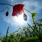 Mohnblüte im Gegenlicht..