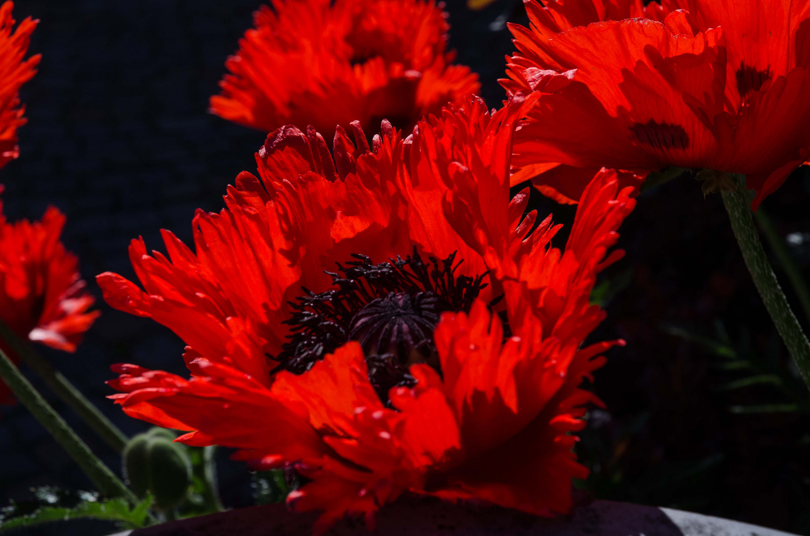 Mohnblüte im Gegenlicht