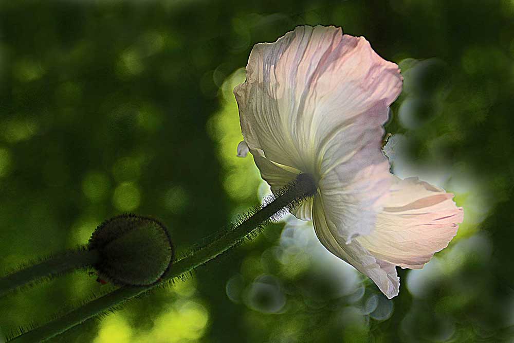 Mohnblüte im Gegenlicht