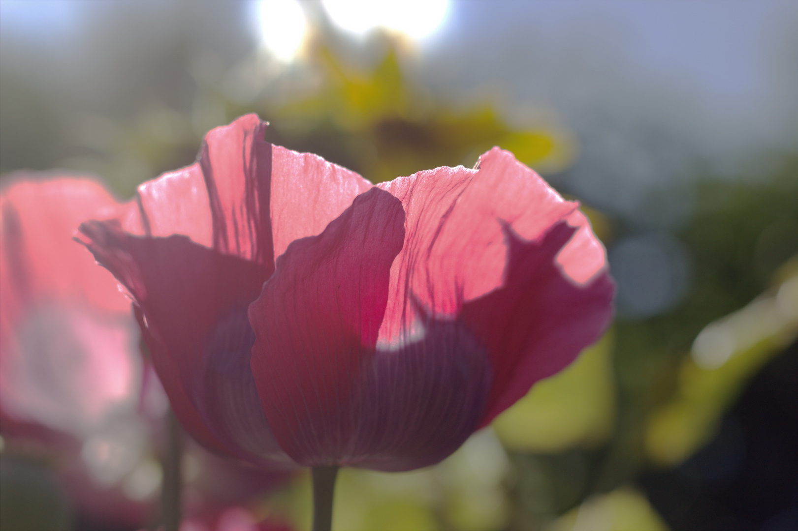 Mohnblüte im Gegenlicht