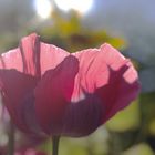 Mohnblüte im Gegenlicht