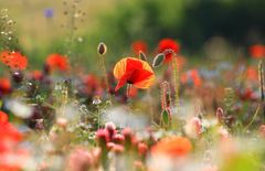 Mohnblüte im Gegenlicht in Klatschmohnfeld