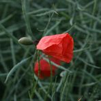 Mohnblüte im Getreide !!