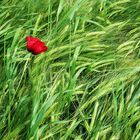 Mohnblüte im Getreide