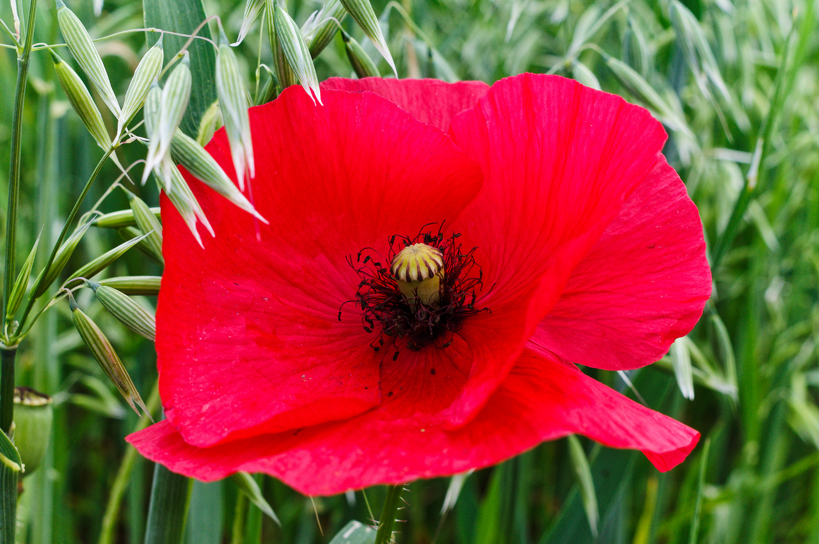 Mohnblüte im Haferfeld