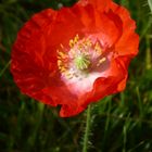 Mohnblüte im Herbst