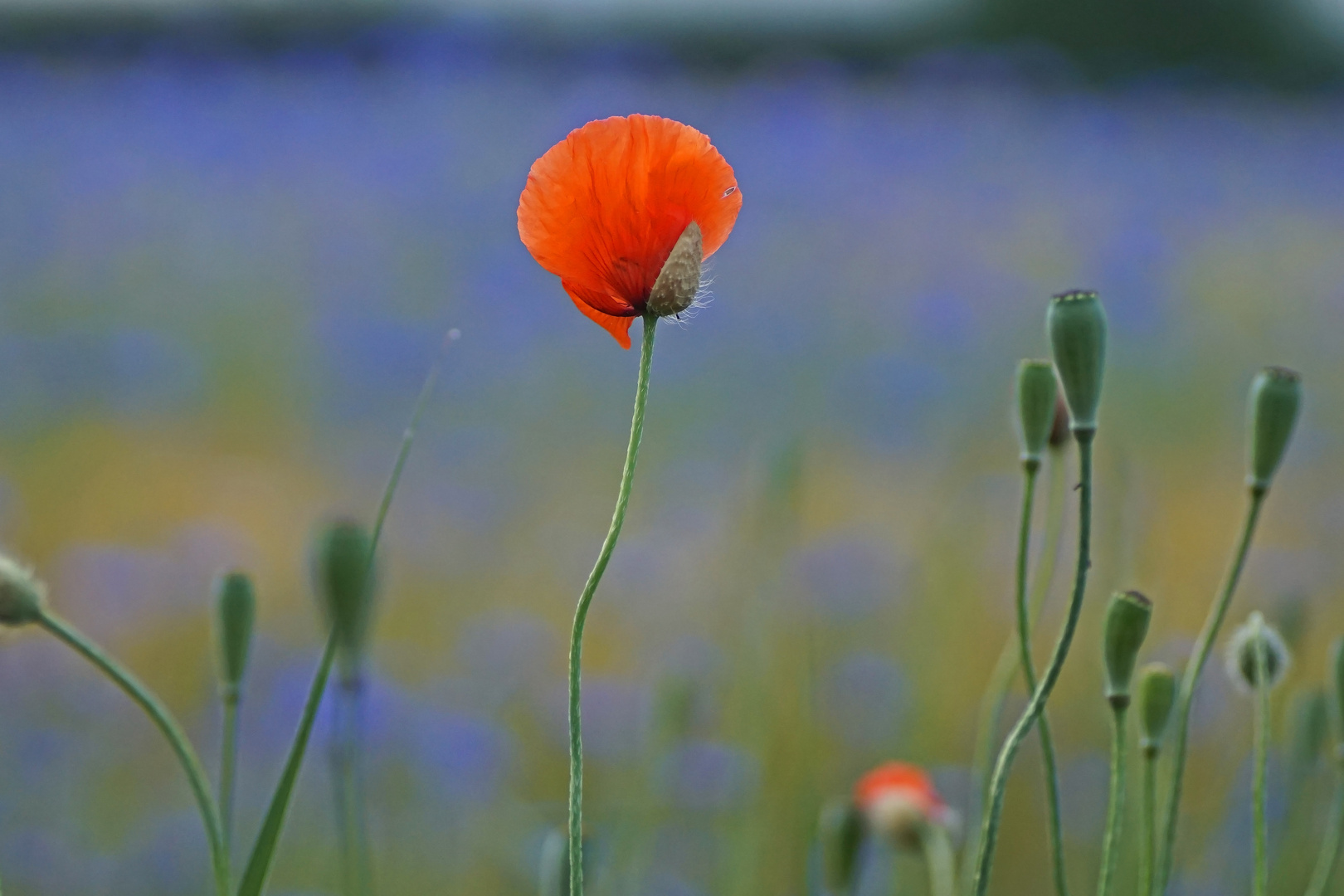 Mohnblüte im Kornblumenblau