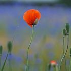 Mohnblüte im Kornblumenblau