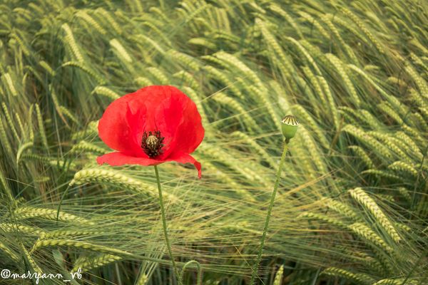 Mohnblüte im Kornfeld