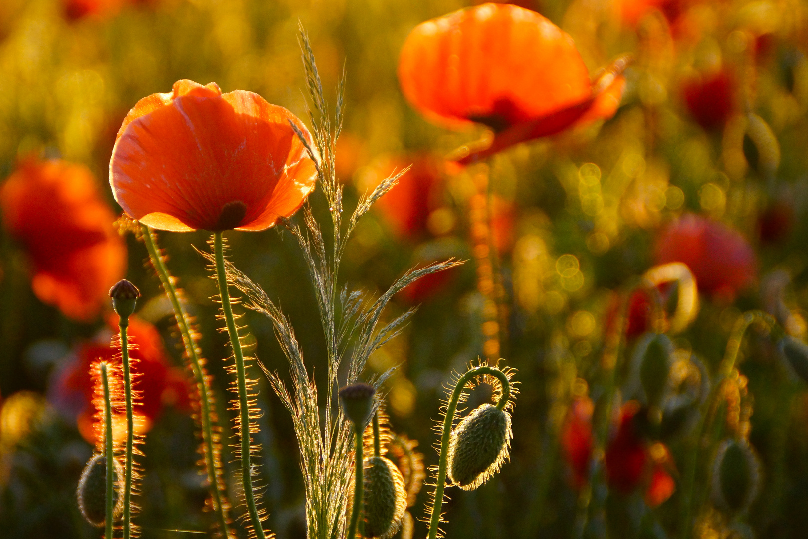 Mohnblüte im Kornfeld