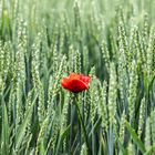 Mohnblüte im Kornfeld