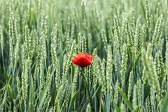 Mohnblüte im Kornfeld