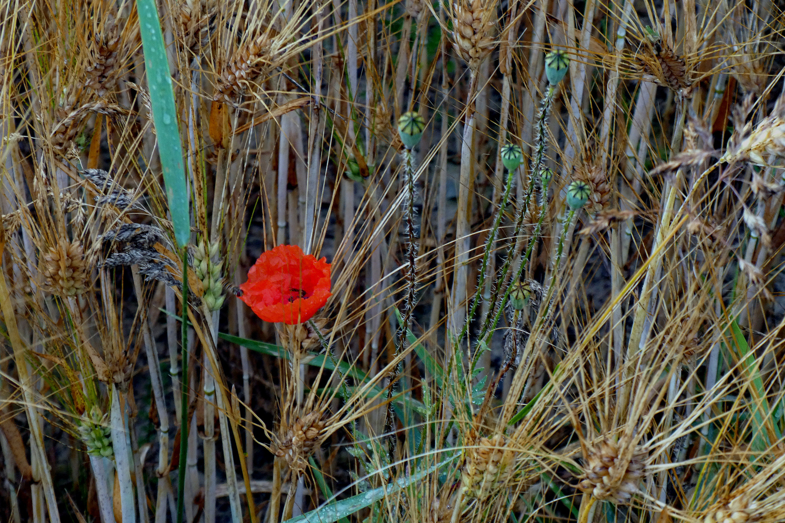 Mohnblüte im Kornfeld