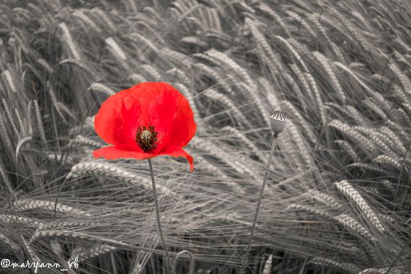 Mohnblüte im Kornfeld