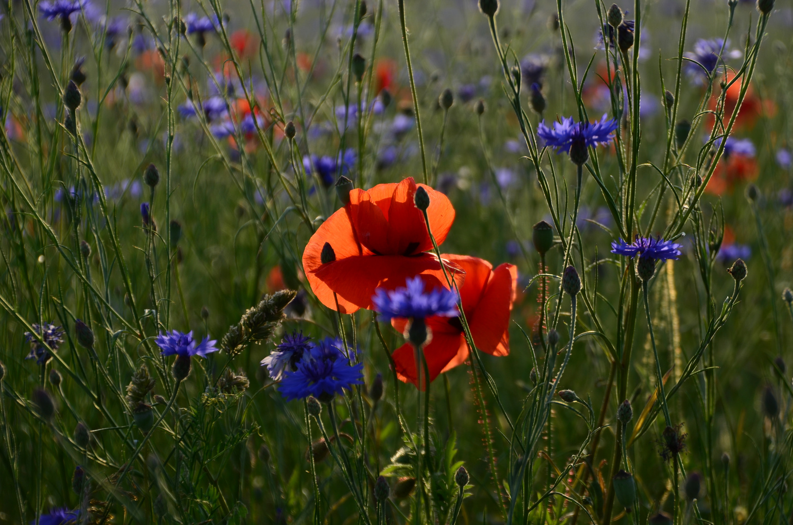 Mohnblüte im Kornfeld