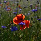 Mohnblüte im Kornfeld