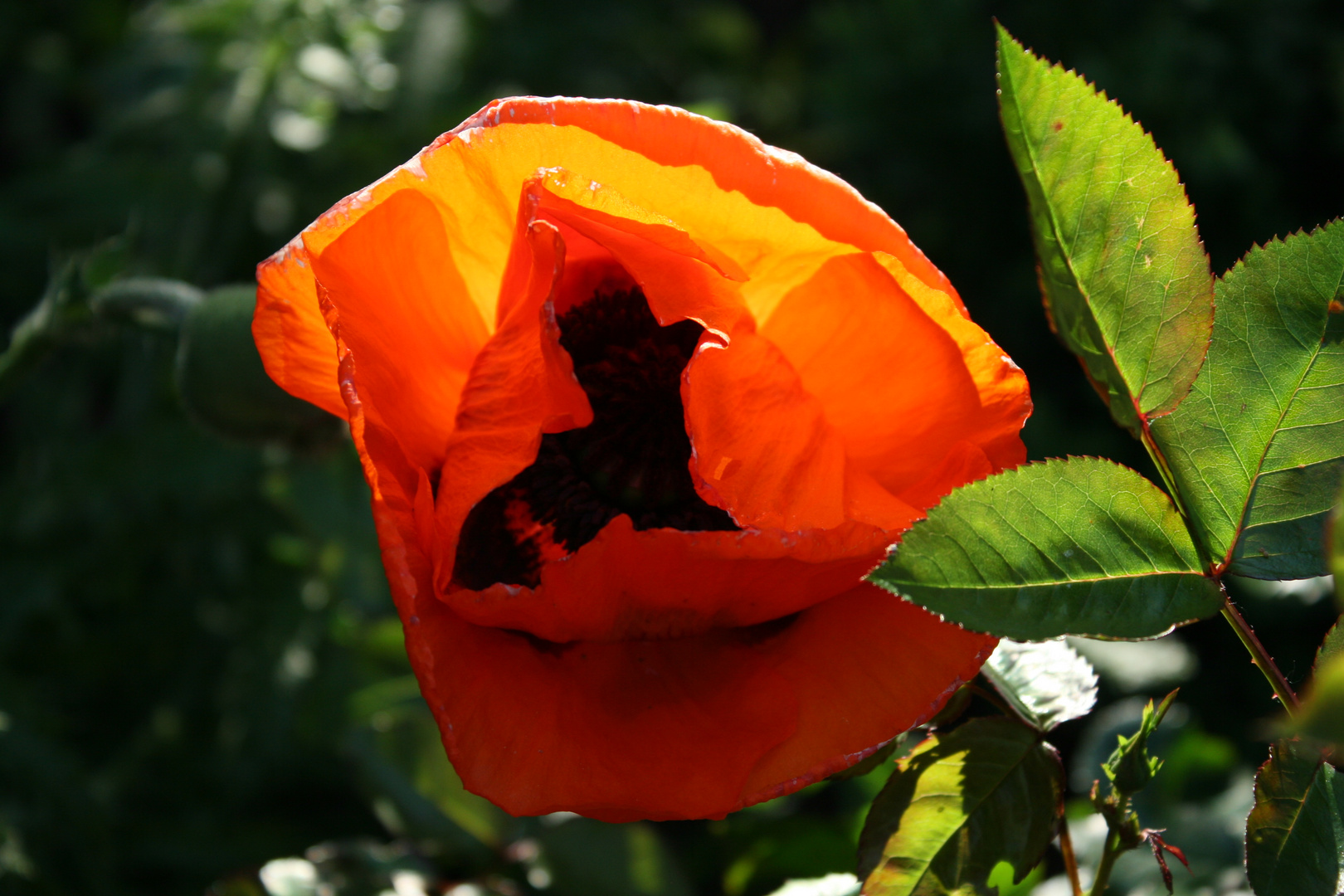 Mohnblüte im letzten Abendlicht