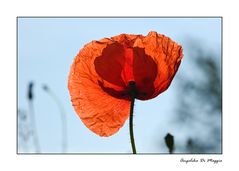 Mohnblüte im Licht