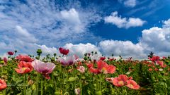 Mohnblüte im Mohndorf Armschlag ...