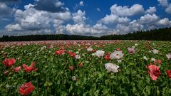 Mohnblüte im Mohndorf Armschlag ...