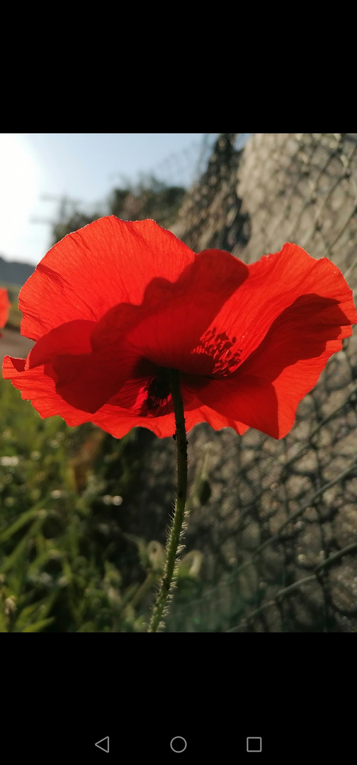 Mohnblüte im Morgenlicht