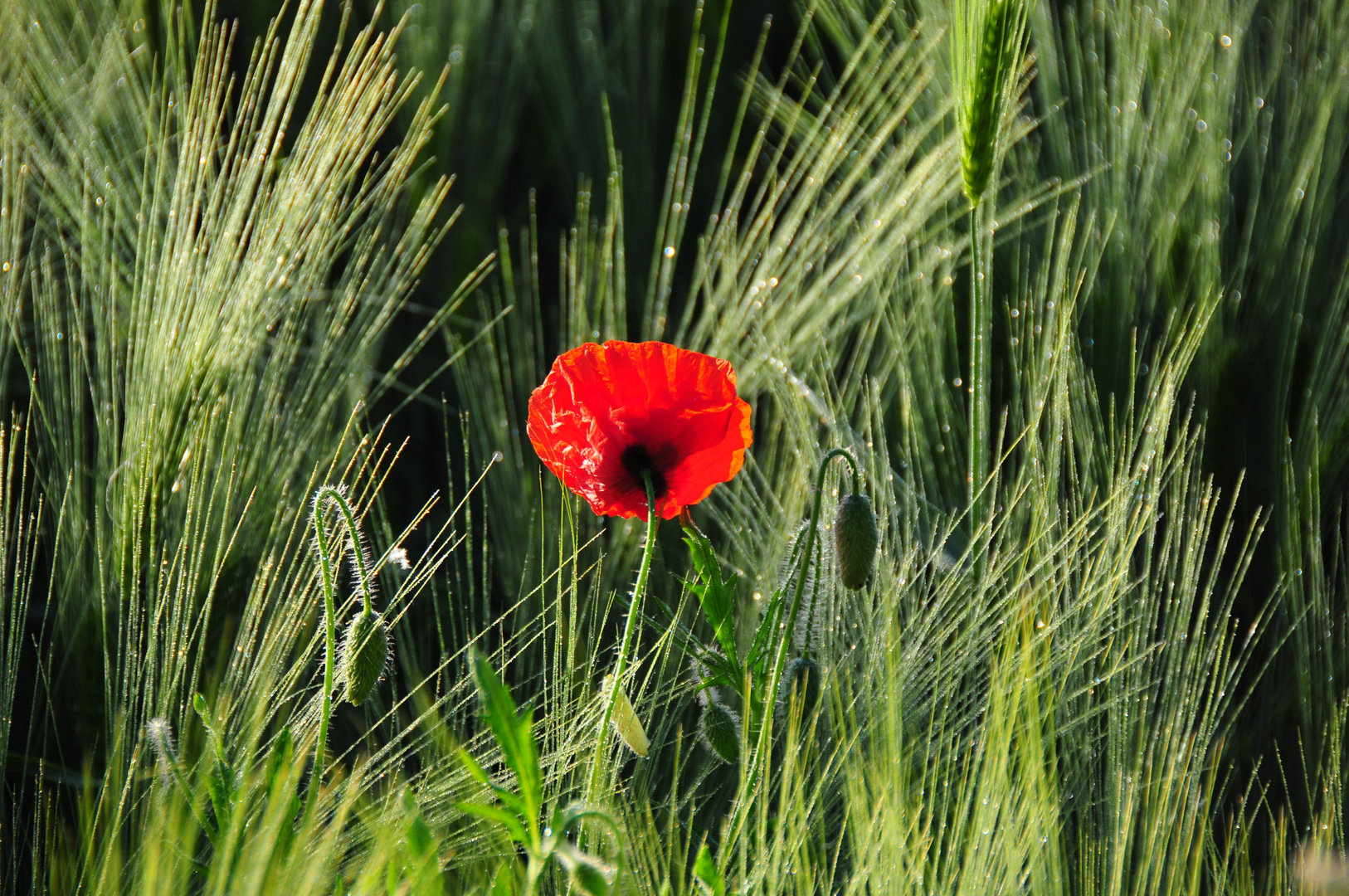 Mohnblüte im Morgentau