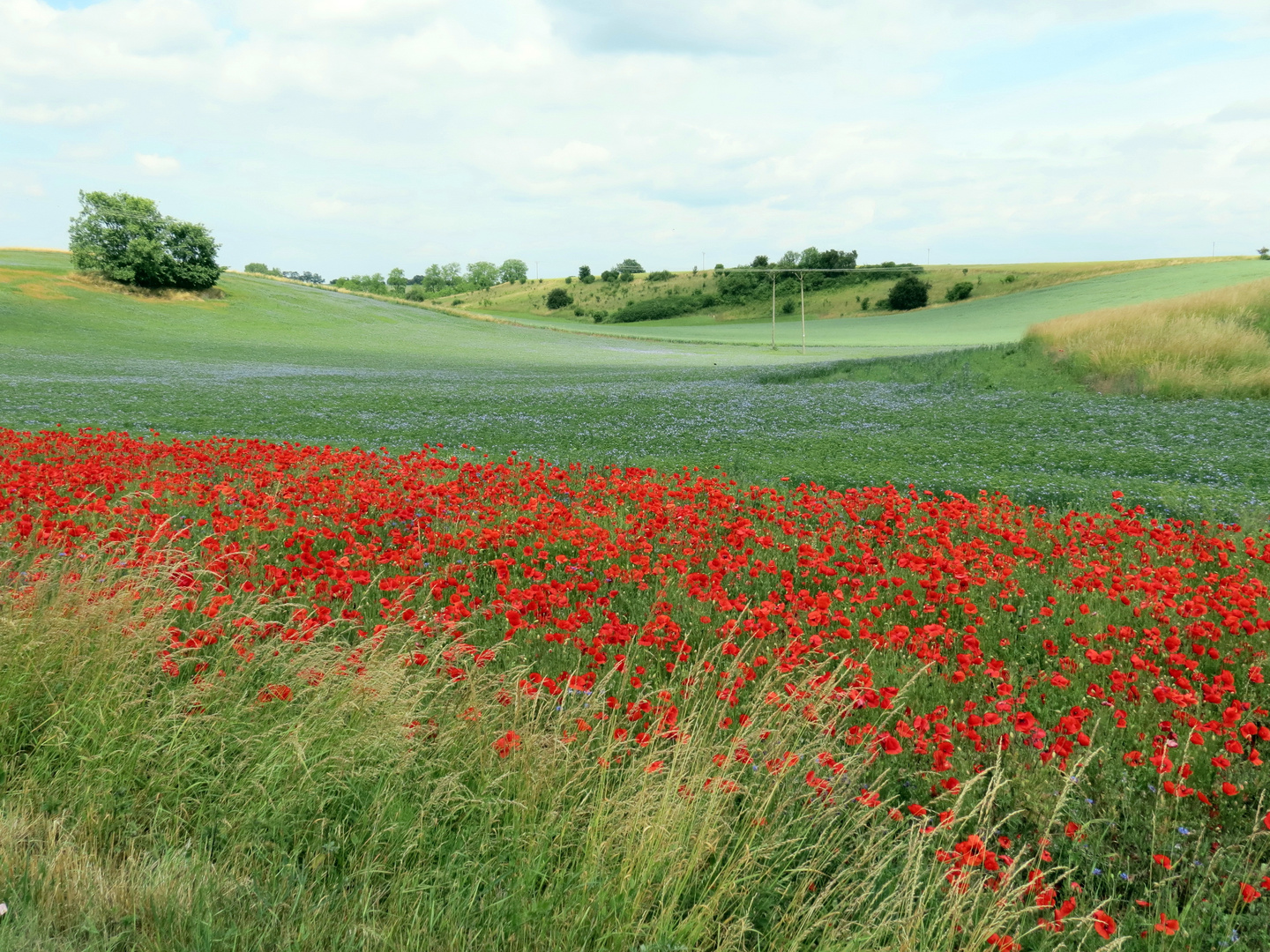 Mohnblüte im Oderbruch