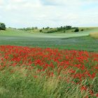 Mohnblüte im Oderbruch