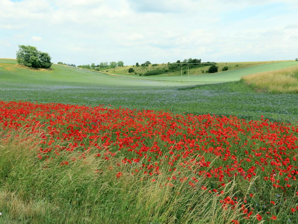 Mohnblüte im Oderbruch