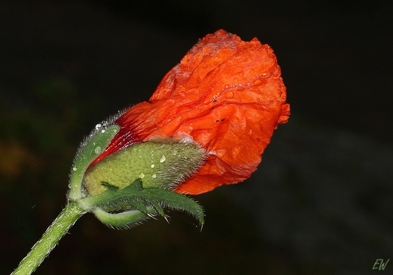 Mohnblüte im Oktober...