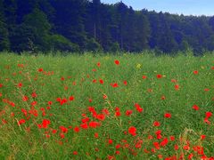 -Mohnblüte im Rapsfeld-