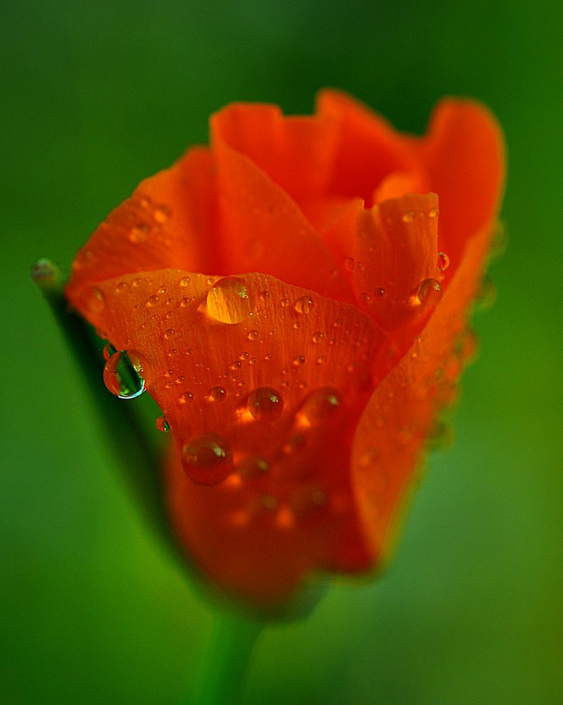 Mohnblüte im Regen