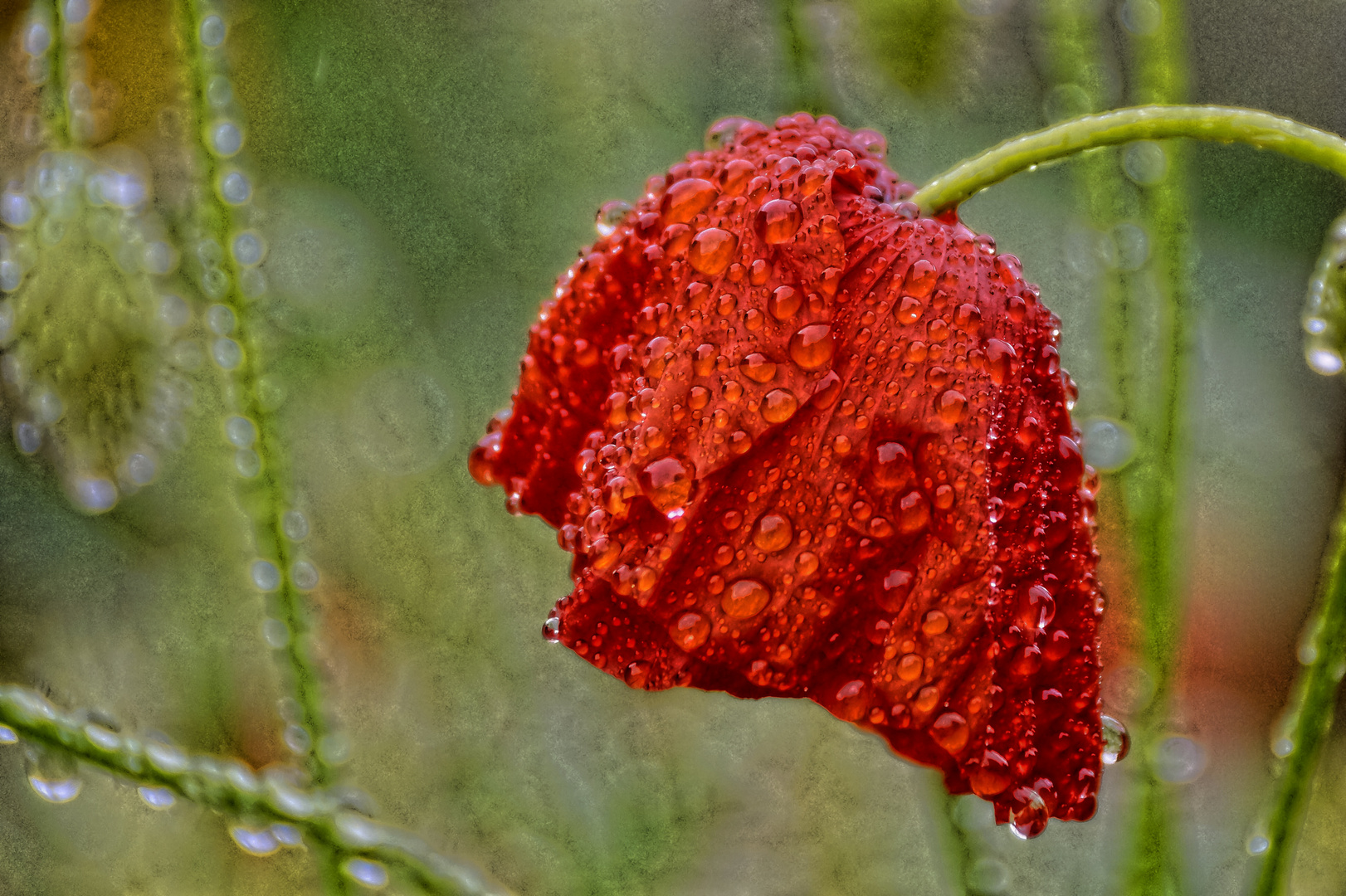 Mohnblüte im Regen