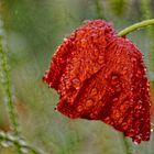 Mohnblüte im Regen