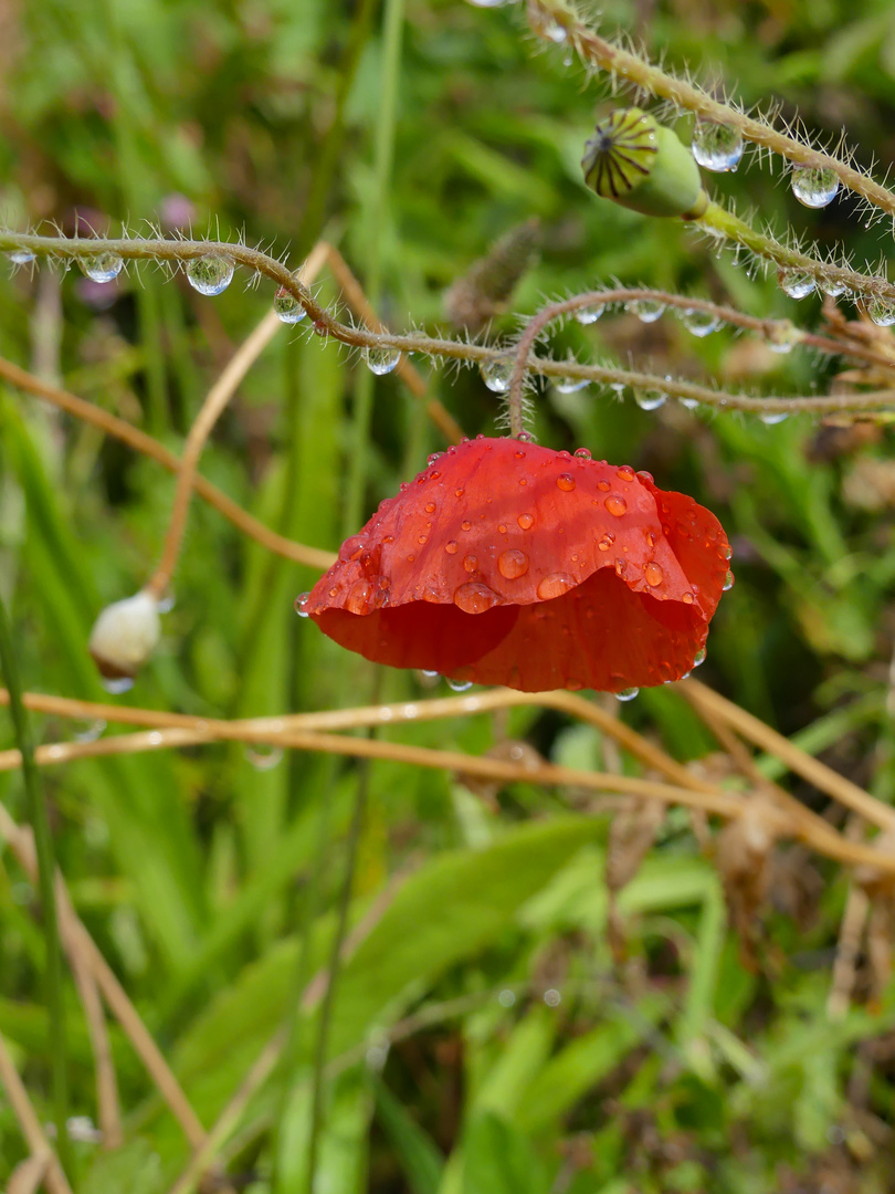 Mohnblüte im Regen