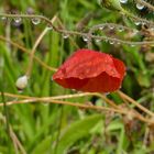 Mohnblüte im Regen