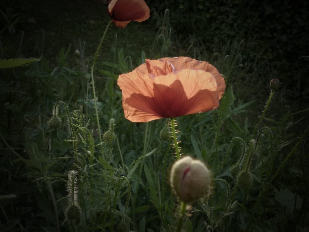 Mohnblüte im sanften Gegenlicht