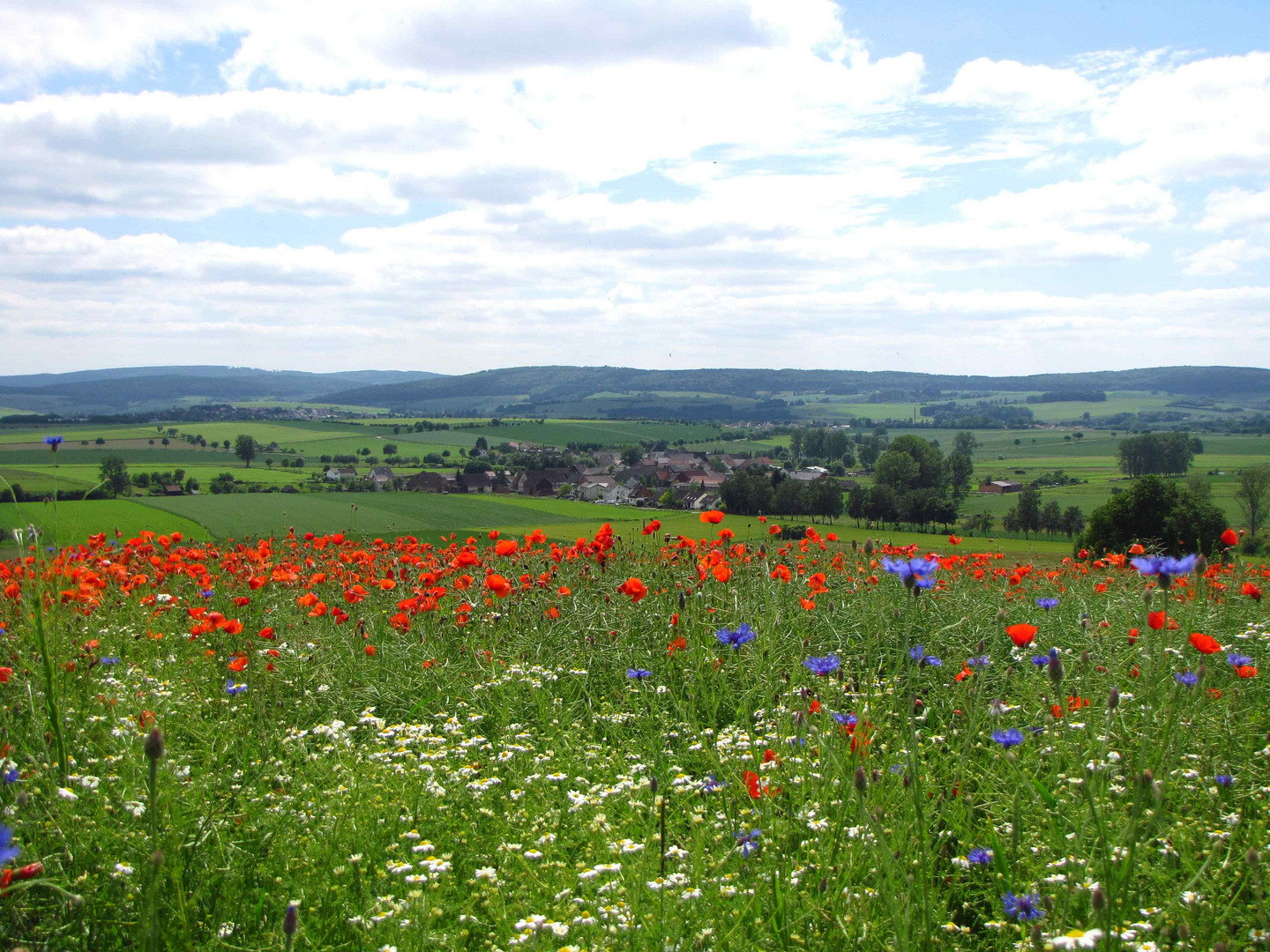 Mohnblüte im Solling 2 ( Blickrichtung Uslar )