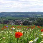 Mohnblüte im Solling ( Blickrichtung Uslar )