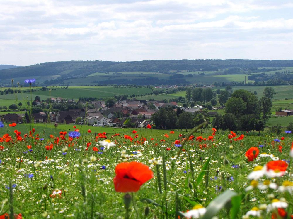 Mohnblüte im Solling ( Blickrichtung Uslar )