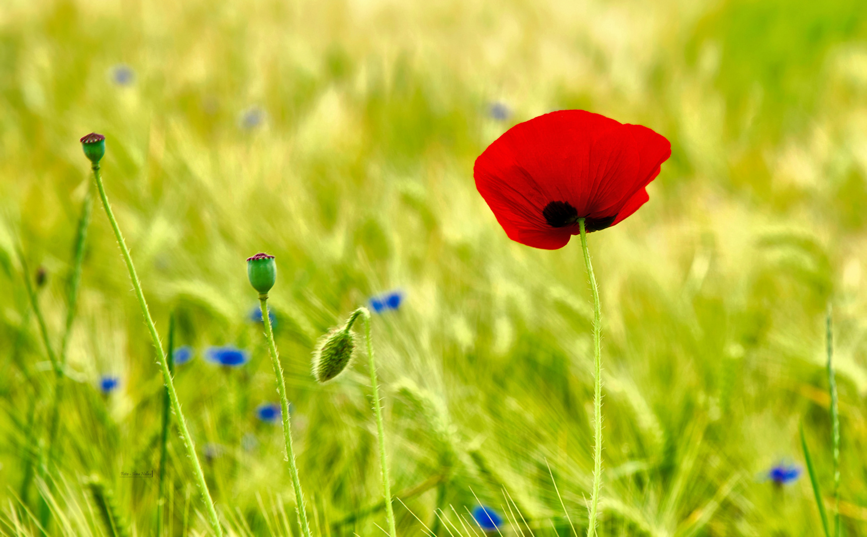 Mohnblüte im Sommerfeld