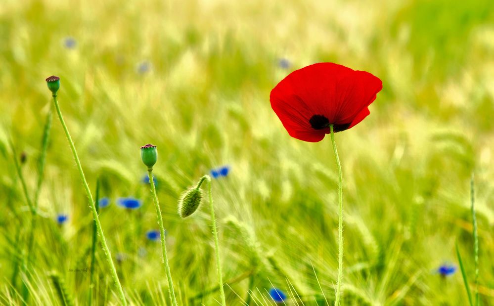 Mohnblüte im Sommerfeld