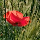 Mohnblüte im Sonnenlicht 