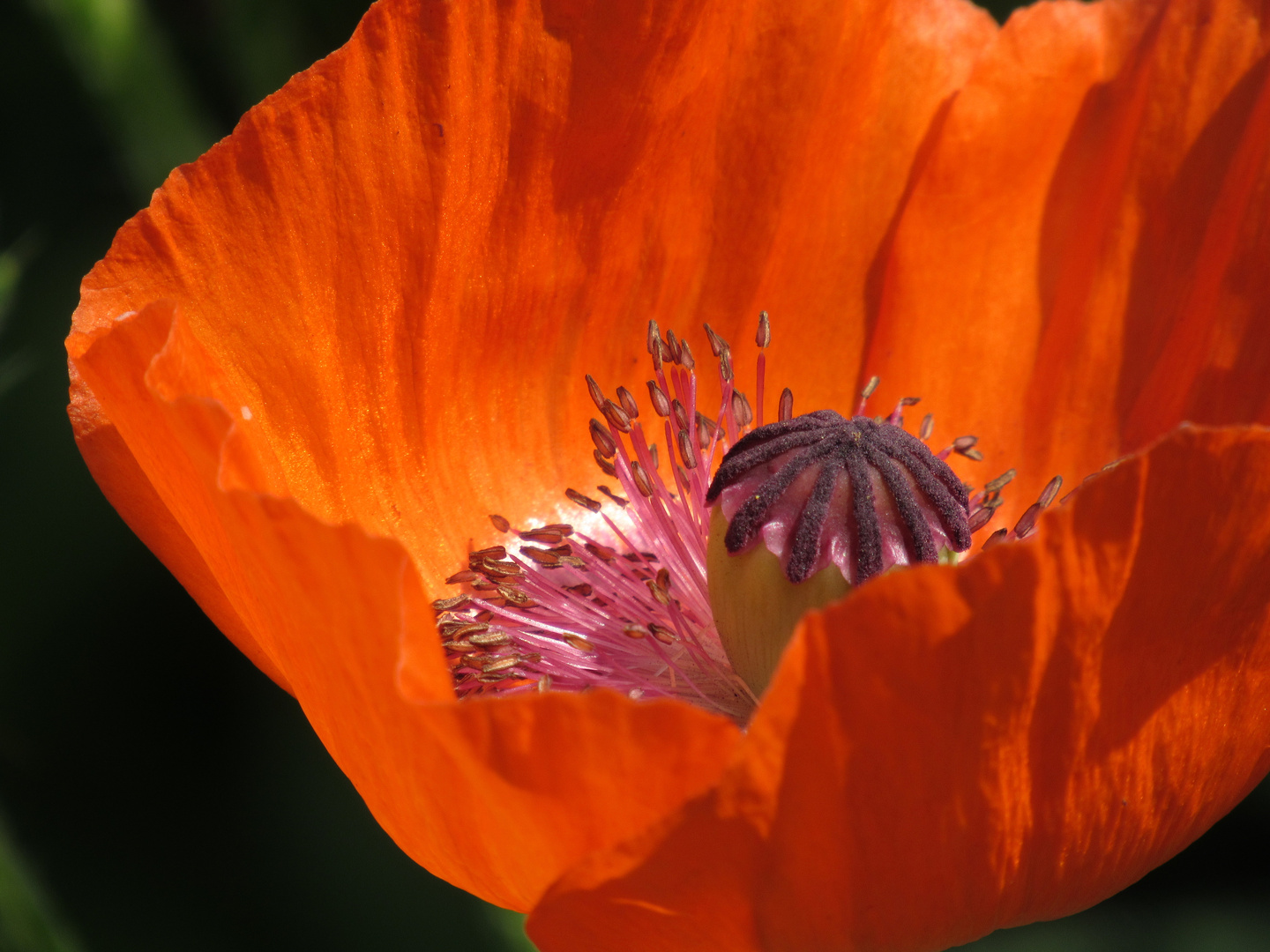 Mohnblüte im Sonnenlicht