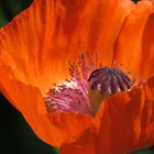 Mohnblüte im Sonnenlicht